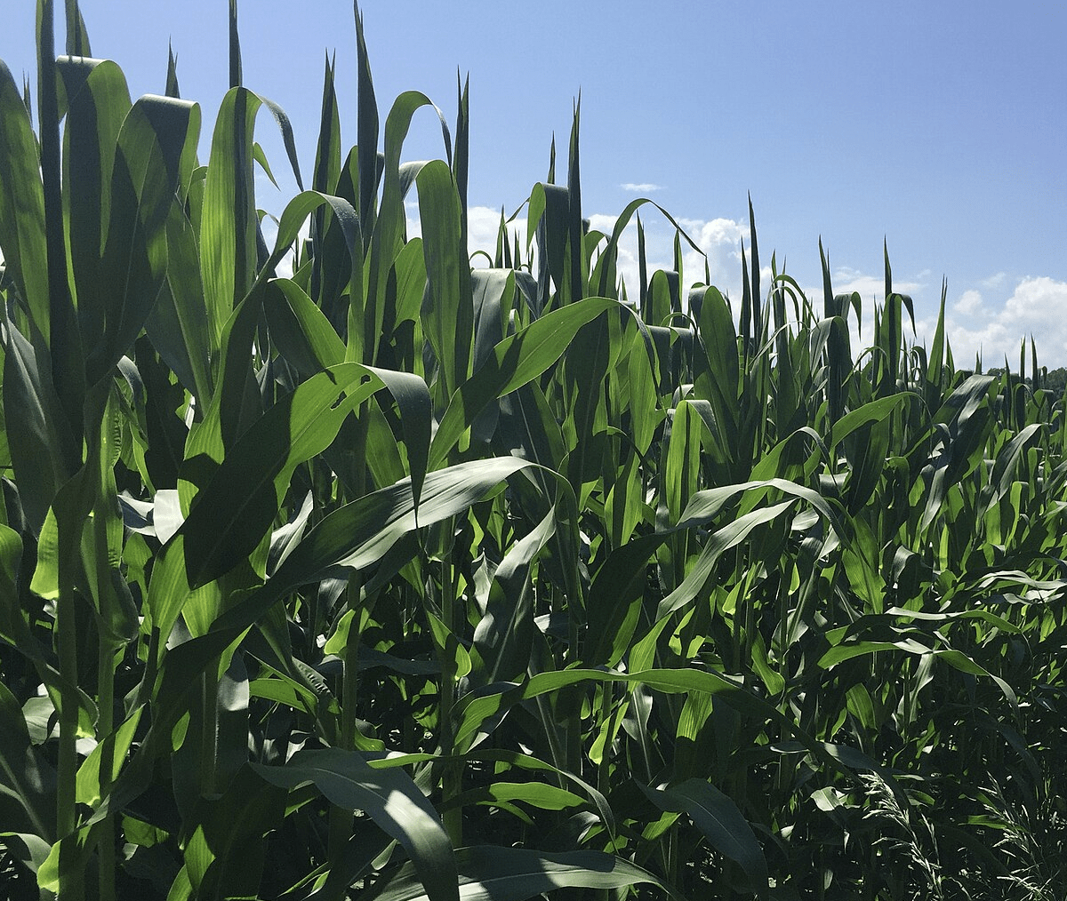 Screenshot 2025-10-28 at 9.31.42 AM A corn field near Ithaca, New York